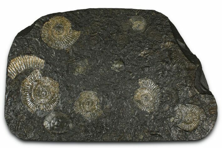 Fossil Ammonite (Dactylioceras) Cluster - Posidonia Shale, Germany #368182